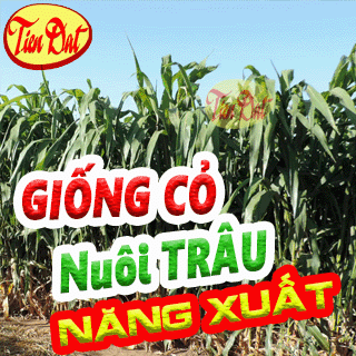 9 Loại giống cỏ nuôi trâu có năng suất cao nhất tại Việt Nam