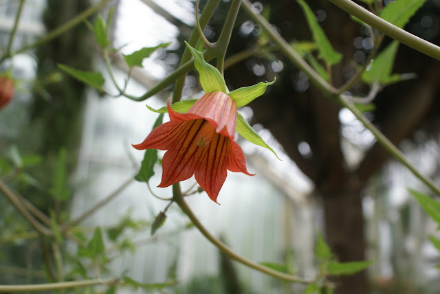 Germany Greenhouse