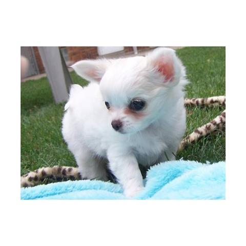 Chiuaua Puppies on Chihuahua Puppy Pictures And Information   Puppy Pictures And