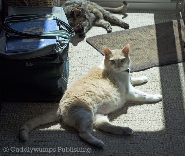 Real Cats Paisley and Webster_Best Friends selfie