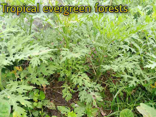 Tropical evergreen forest