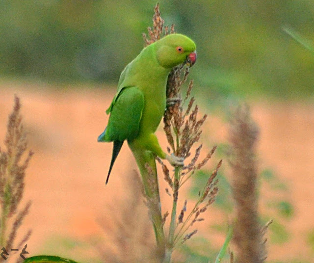 The rose-ringed parakeet (Psittacula krameri), also known as the ring-necked parakeet 