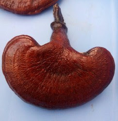 Ganoderma Mushroom Pure Culture Supplier Company in Benin