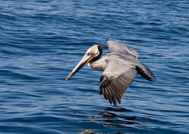 Figure 4: Brown Pelicans have very broad, rounded wings.