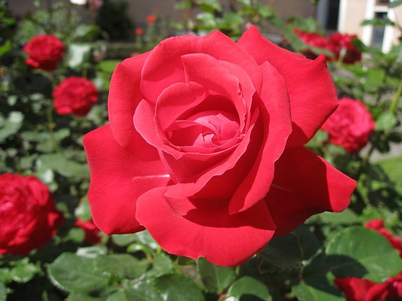Populer 40+ Gambar Bunga Mawar Merah
