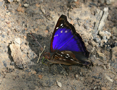 Mariposa turquí (Doxocopa agathina)