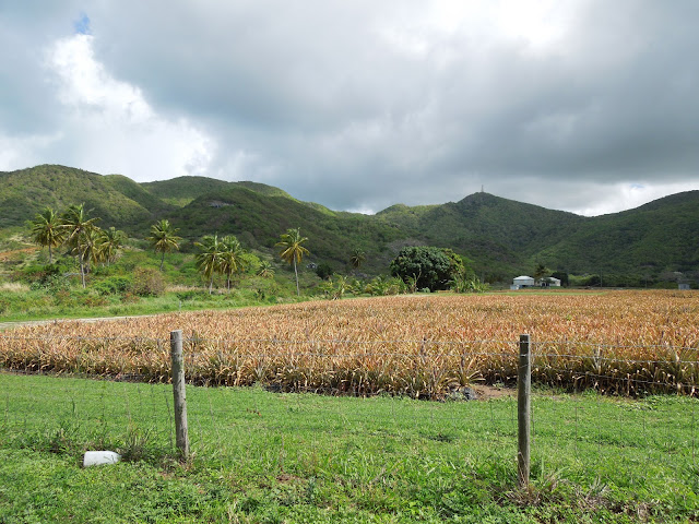 pineapple fields