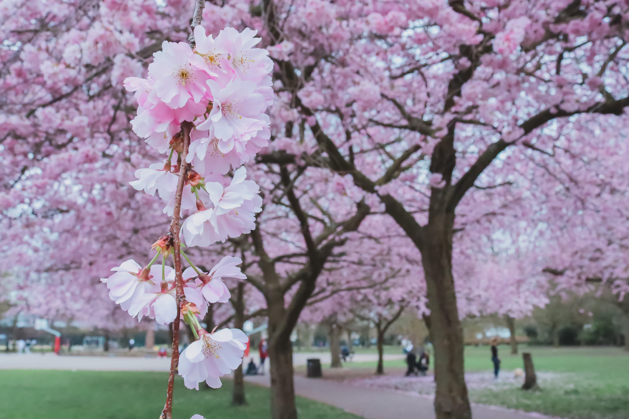 Cherry blossoms at Ravenscourt Park, London