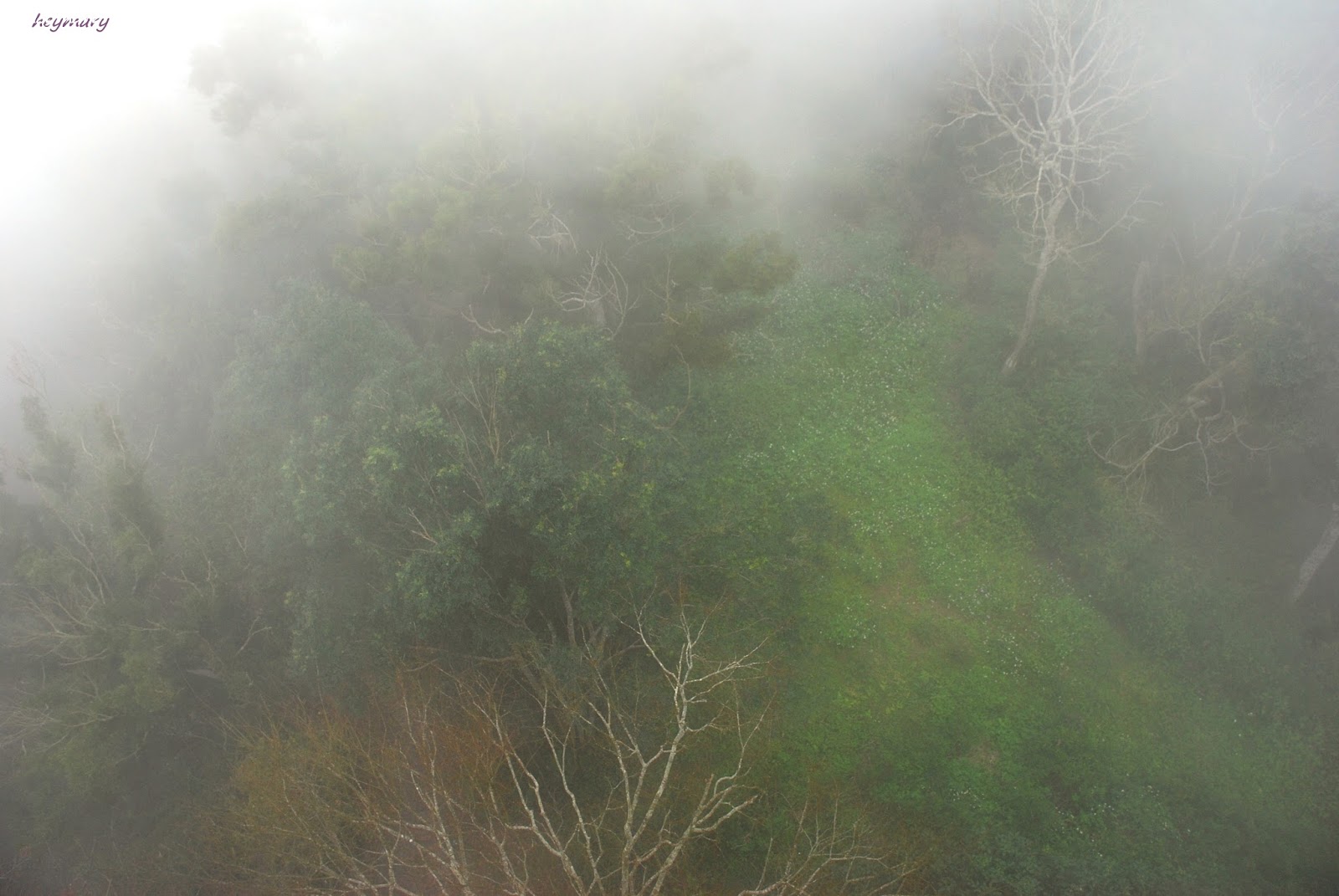 苗栗縣大湖鄉薑麻園