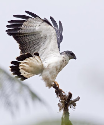 Grey backed Hawk