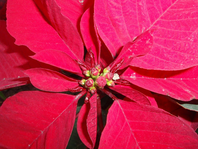 FLOR DE PASCUA: Euphorbia pulcherrima