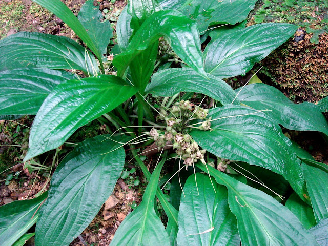 Hồi Đầu Thảo-Schizocapsa plantaginea-Nguyên liệu làm thuốc Hạ Huyết Áp