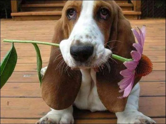 flower and dog