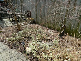 Parkdale Spring Garden Cleanup Before by Paul Jung Gardening Services a Toronto Gardening Company