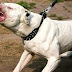 Có hàng chục quốc gia đã cấm nuôi chó Pitbull.