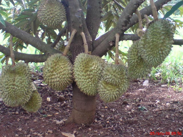 Baru 29+ Gambar Pohon Dan Buah Durian