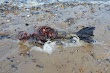 Graphic images show rotting body of 'dead mermaid' washed up on beach