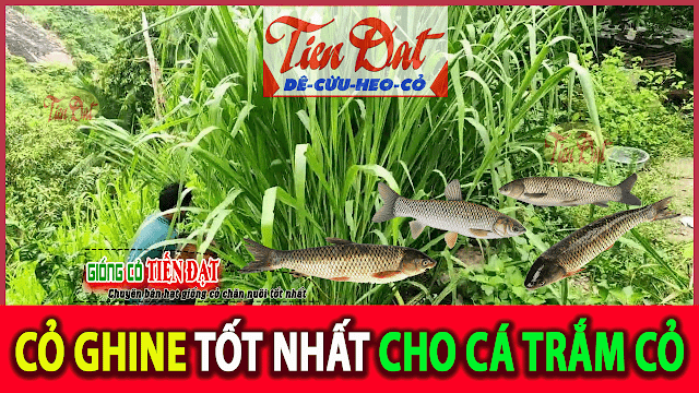 Loại giống cỏ nào tốt nhất cho cá trắm cỏ ăn