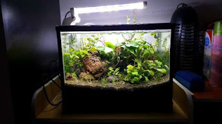 lampu aquascape tidak di matikan