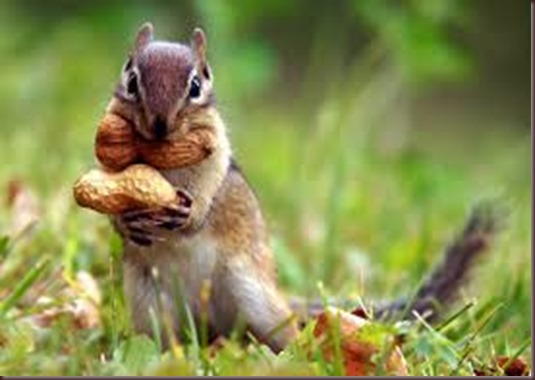 Amazing Animals Pictures Squirell (4)