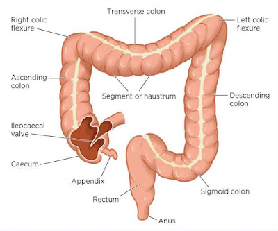 pengertian usus, fungsi usus, pembagian usus, organ tubuh pencernaan, usus halus, usus besar, apa itu usus, susu adalah