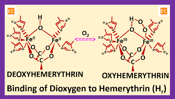 Binding-of-Dioxygen-to-Hemerythrin