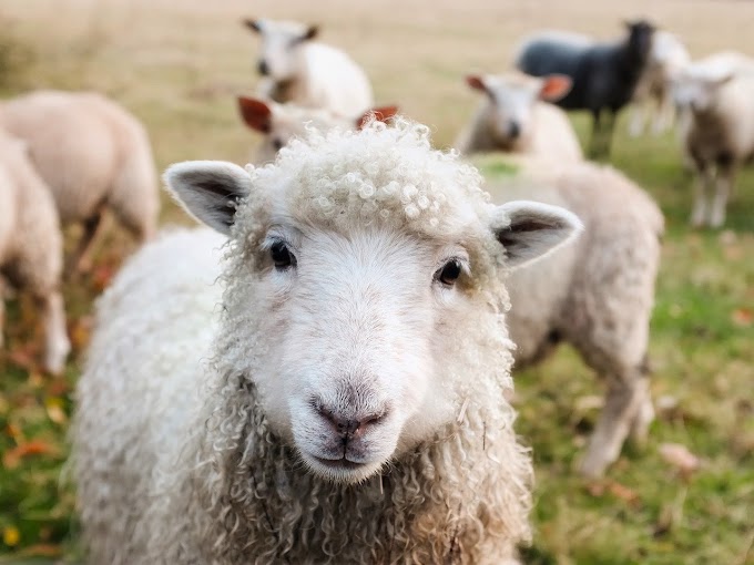 Manufacturing of Worsted and Woolen Yarns