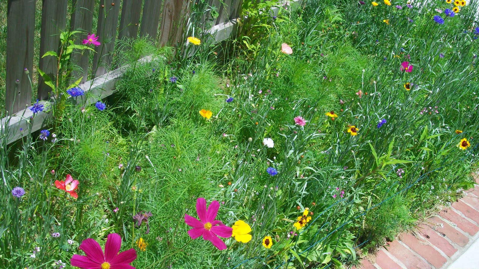 Studio LIME Design: {Flowers} Easy and Cute ~ Wildflower Garden! on Wild Garden Design
 id=94007