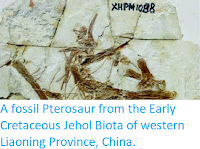 https://sciencythoughts.blogspot.com/2014/05/a-fossil-pterosaur-from-early_8.html