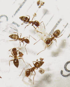 Worker ants of Nylanderia sp