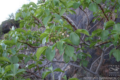 Higuera del zorro (Jatropha excisa)