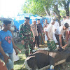 Babinsa Desa Laikang Pantau Penyembelihan Hewan Kurban Di Wilayah Binaan