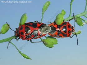 Harlequin Bug