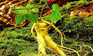 Planta y raíz de ginseng chino