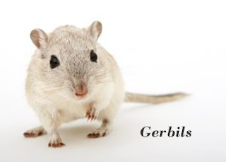 Gerbils are very social animals 