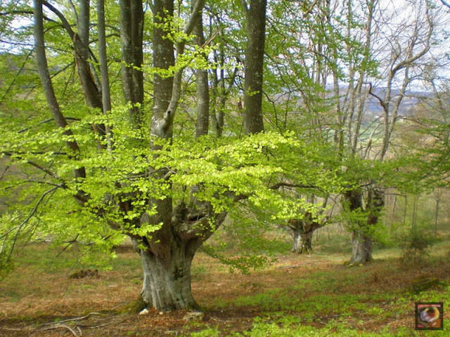 Bosque de Jugatxi, Zuia, Alava