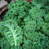 Kale a Hearty Green Leaf: These are it important Benefits 