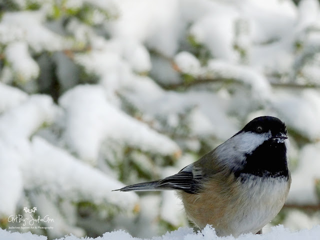 Chickadee in snow