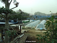 Community garden, Naruse, Machida, Japan