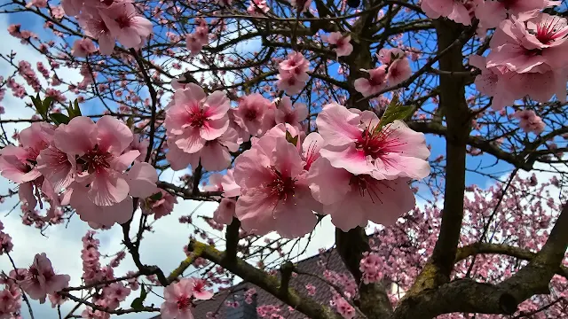 Mandelblüten