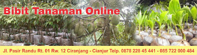 Bibit Tanaman Online