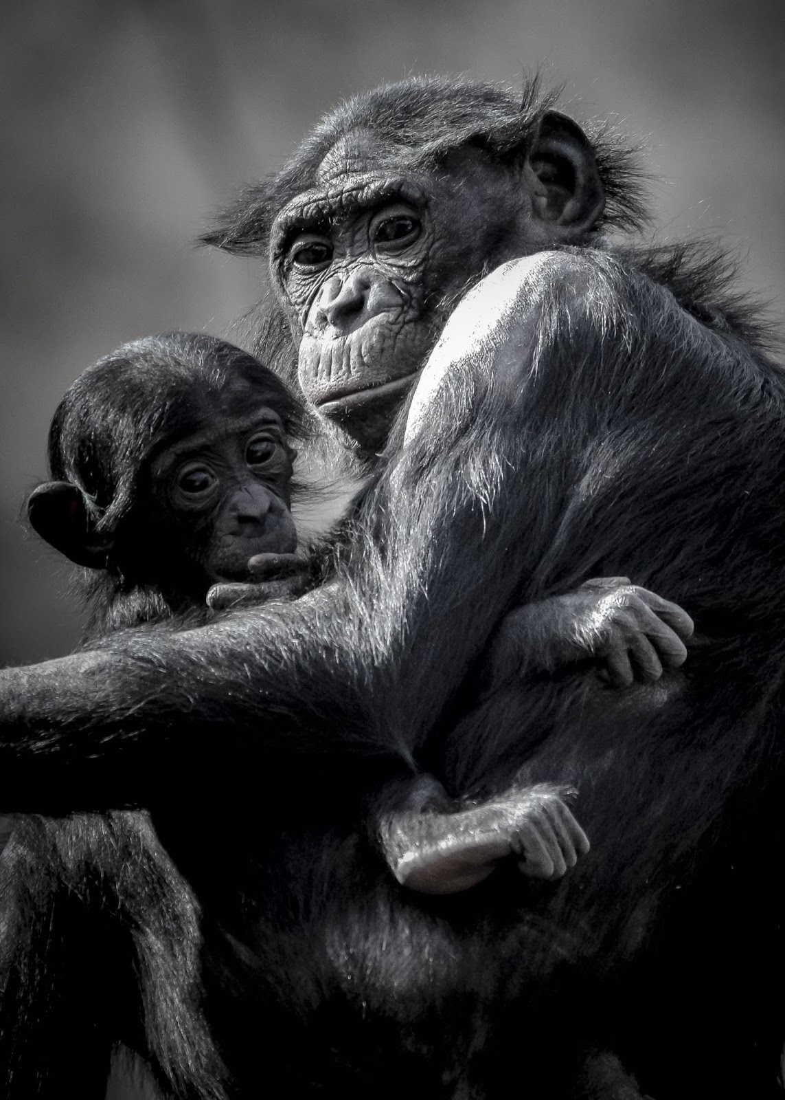 CHIMP MOMMA & BABY