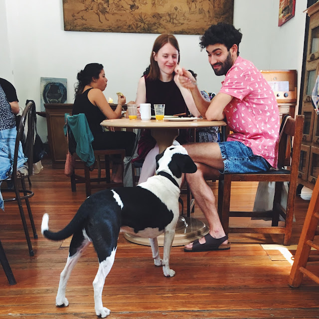 perro pidiendo comida en OSlo