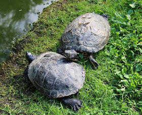 Schildkröten Tierpark Gera