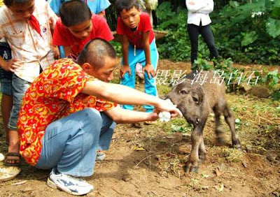  Indonesia on Anak Kerbau Berwajah Dua