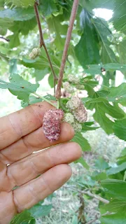 2 mulberries on the tree, one orange, one white