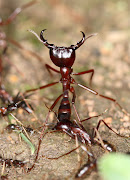 They would kill and eat dogs and cats if they were trapped in the house also . (dorylus molestus siafu safari ants army ants dangerous insects of kenya uganda tanzania south africa insect pictures animals and insects of the african savannah beautiful amazing insect head pictures)