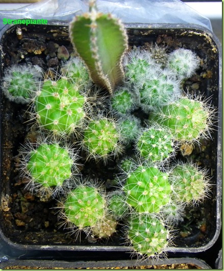 17-9-12 semina mix