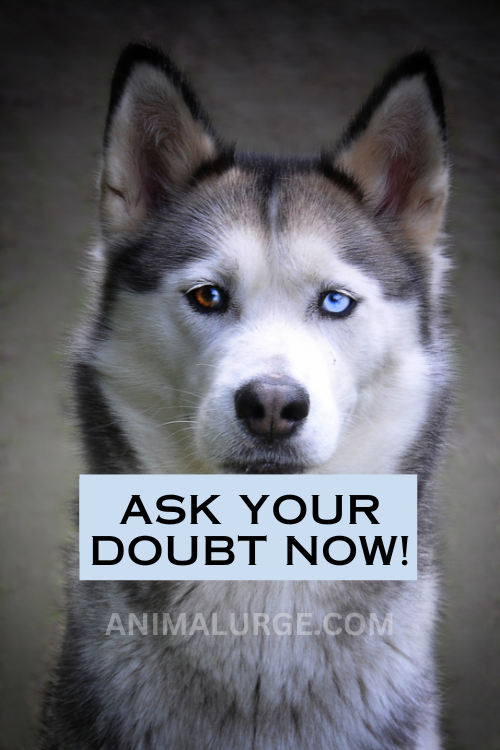 8 Things to Know Before Adopting a Husky Puppy