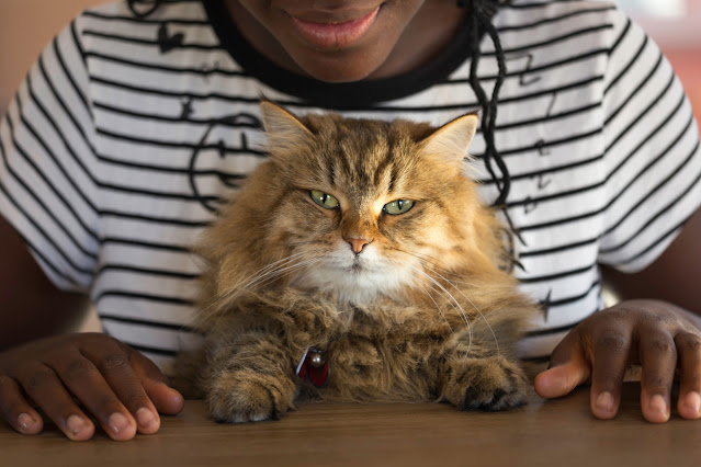 A Black woman sits with her hands on the table and her long-haired cat between her hands